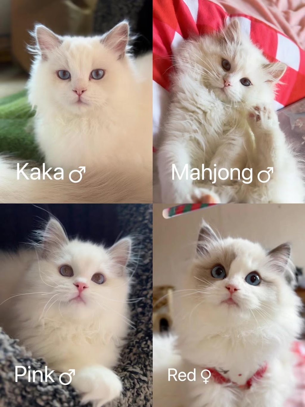 Cream Cake Ragdoll Cattery | 40 Chem. de Cochrane, Compton, QC J0B 1L0, Canada | Phone: (416) 841-8925