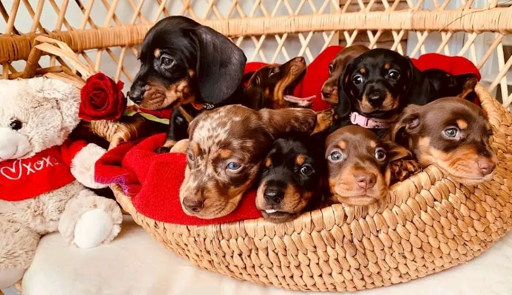 Maria Dachund Puppy Forhome | 5513 Elcho Rd, Wellandport, ON L0R 2J0, Canada | Phone: (416) 242-4378