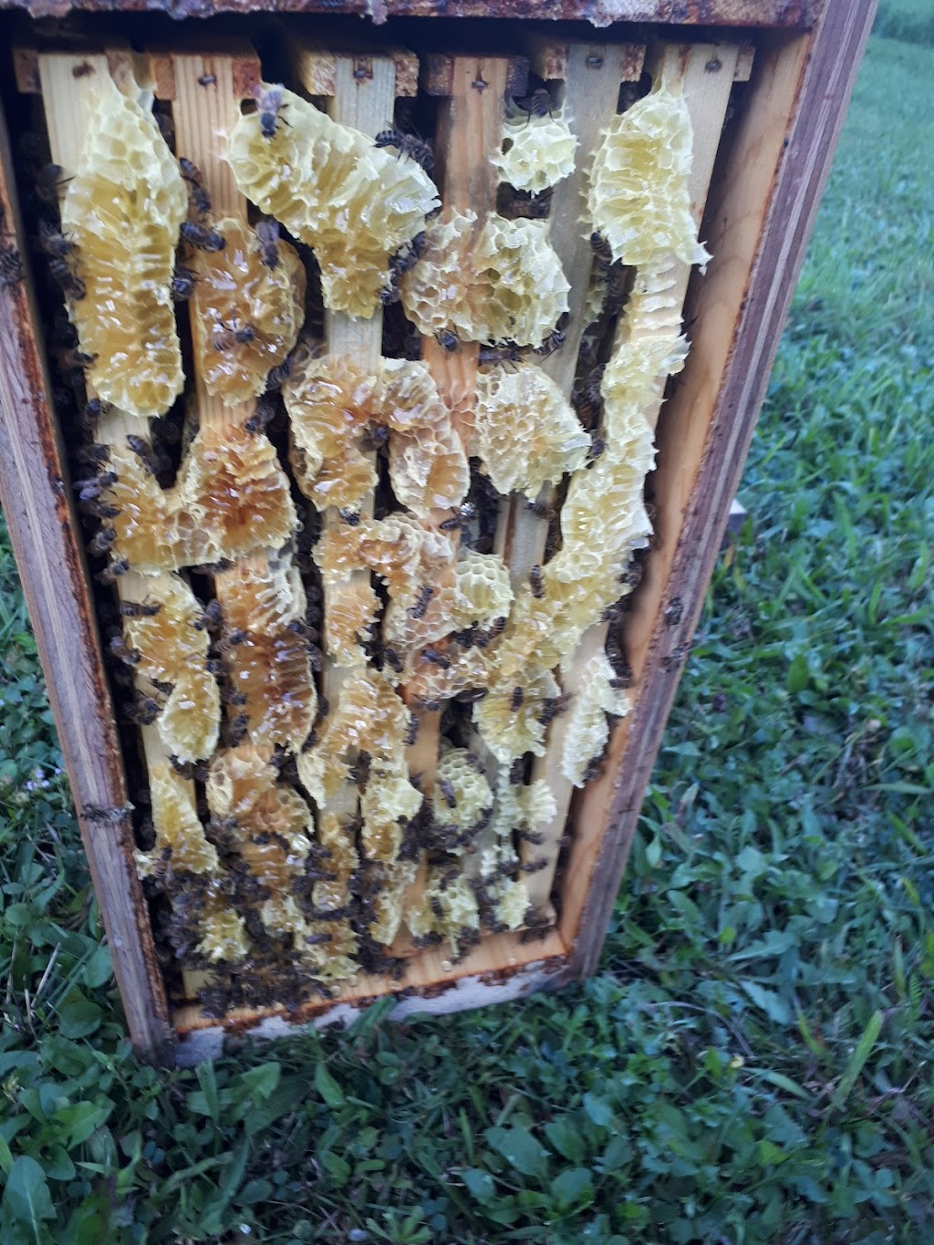 4thlinehoney | 96070 4 Line SW, Melancthon, ON L9V 2B9, Canada | Phone: (647) 216-7084