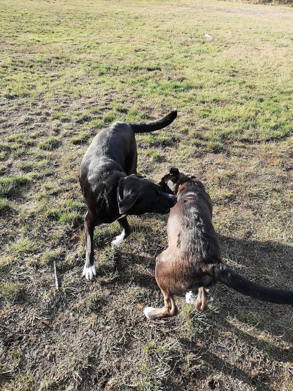 Serpentine Dog-Off-Leash Park | 12589 76 Ave, Surrey, BC V3W 2T7, Canada | Phone: (604) 591-4011