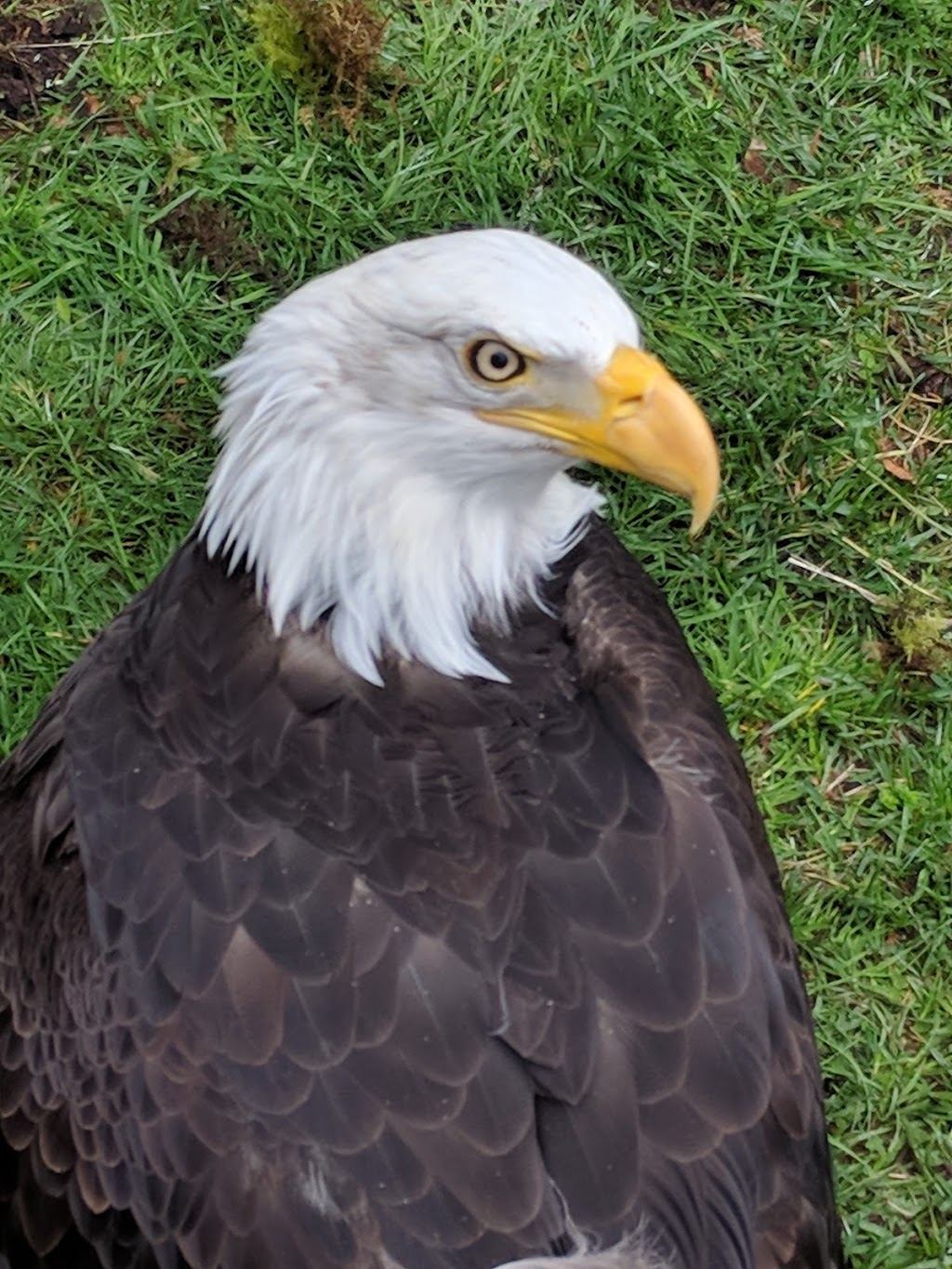 North Island Wildlife Recovery Centre | 1240 Leffler Rd, Errington, BC V0R 1V0, Canada | Phone: (250) 248-8534