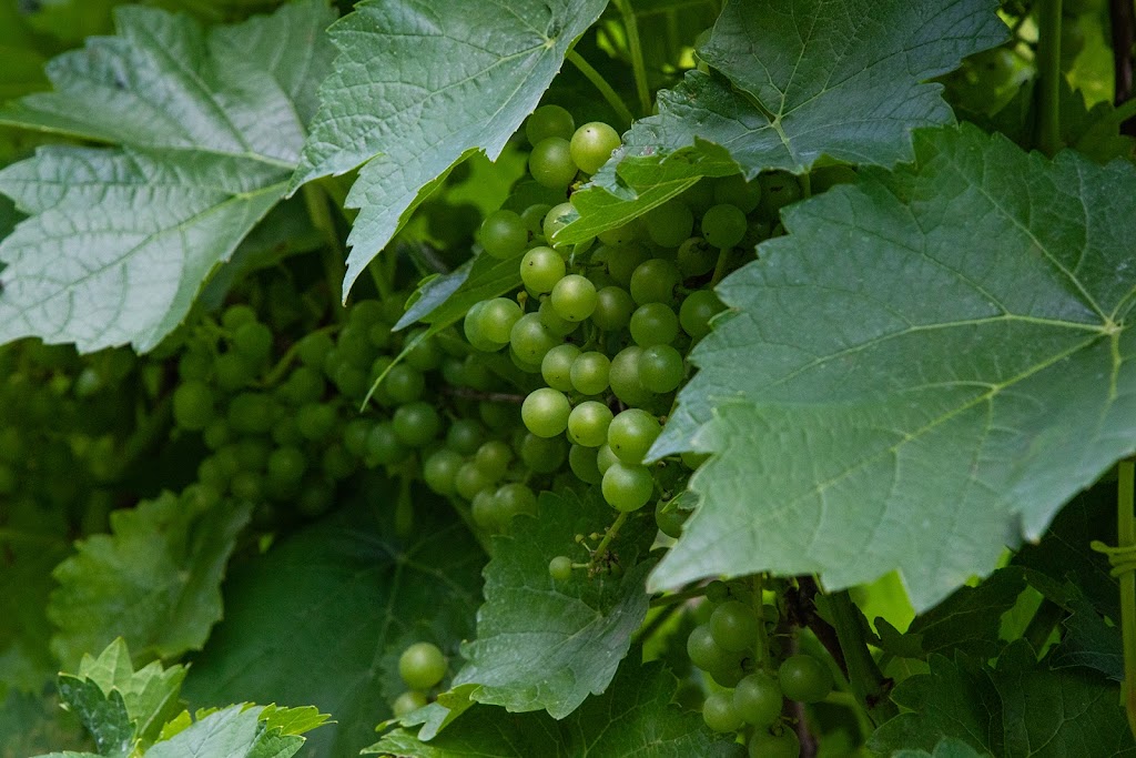 Vignoble Morou | 238 Chem. Louis Cyr, Napierville, QC J0J 1L0, Canada | Phone: (450) 245-7569