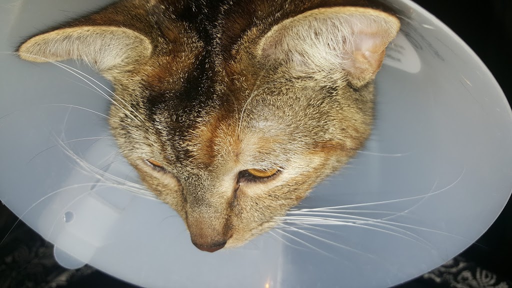 Operation Pets Spay/Neuter | 3443 South Park Ave, Buffalo, NY 14219, USA | Phone: (716) 783-8998