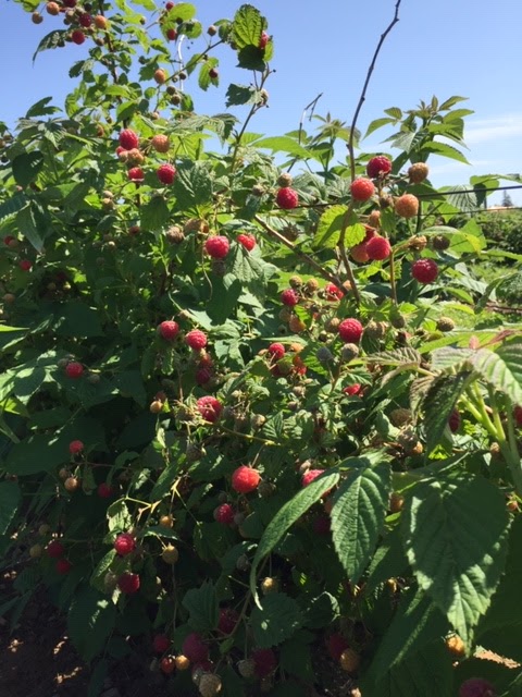 High Ridge Farm And Forest | 98 Shore Road Branch, Debert, NS B0M 1G0, Canada | Phone: (902) 890-1537