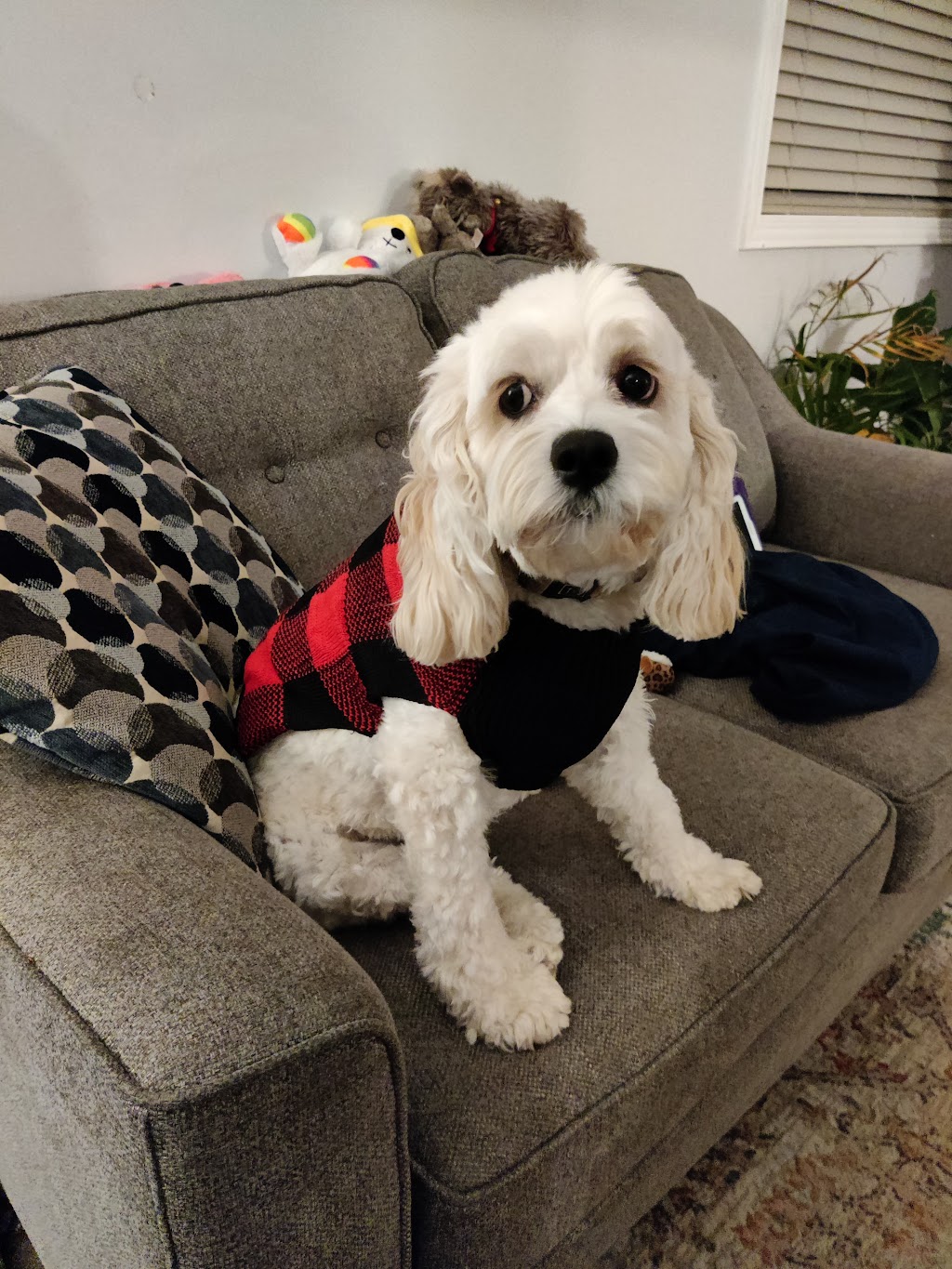 Amazing Pet Grooming | 383 Elgin St N Unit #1, Cambridge, ON N1R 8C1, Canada | Phone: (647) 368-7220