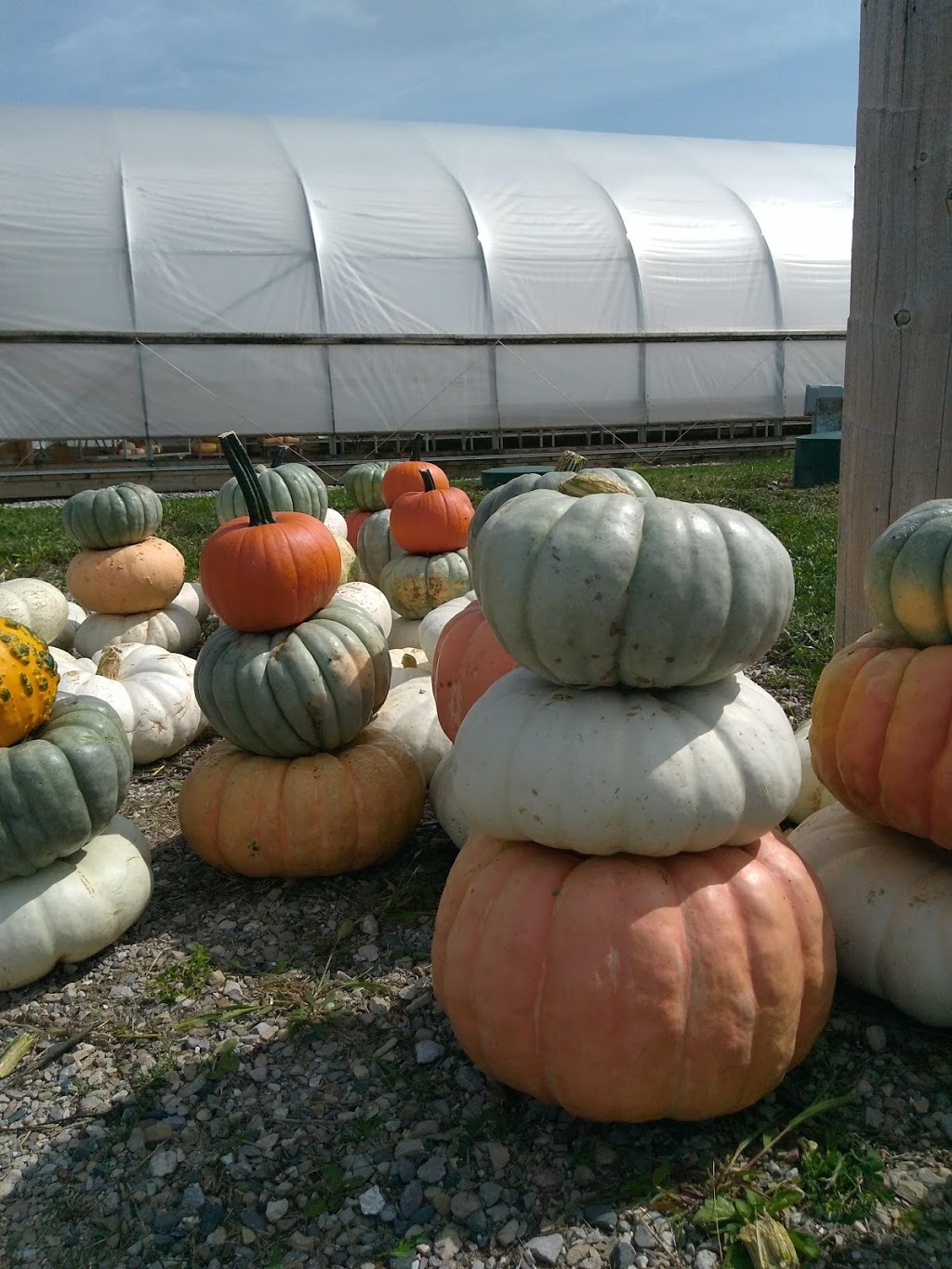 Cedar Crest Acres Inc | 5321 Perth County Rd 119, Gads Hill, ON N0K 1J0, Canada | Phone: (519) 595-3203