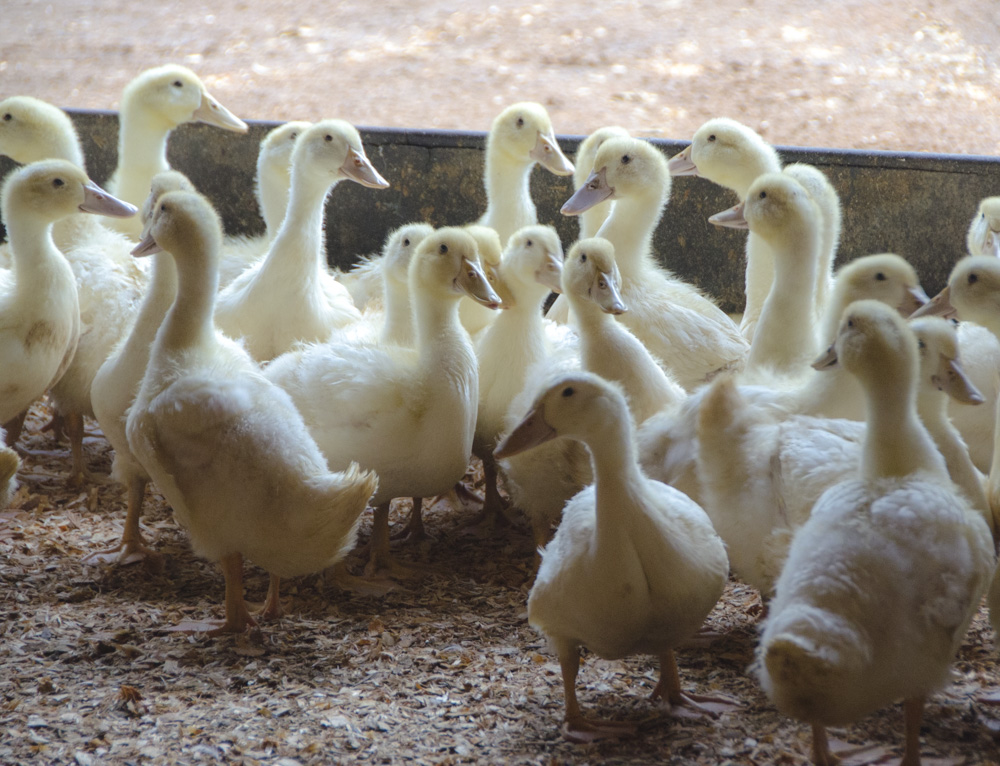 Fraser Valley Specialty Poultry | 4540 Simmons Rd, Chilliwack, BC V2R 4R7, Canada | Phone: (604) 823-4435