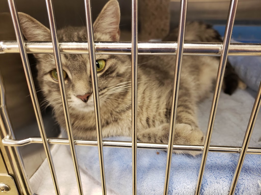 PetSmart | 9450 137 Ave NW, Edmonton, AB T5E 6C2, Canada | Phone: (780) 472-7370