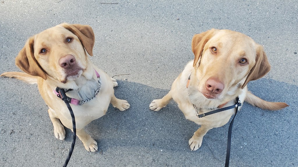 Balanced behavior canine | 1575 Graham Place, Ladysmith BC, V9G IKI, Ladysmith, BC V9G 1K1, Canada | Phone: (250) 618-7711