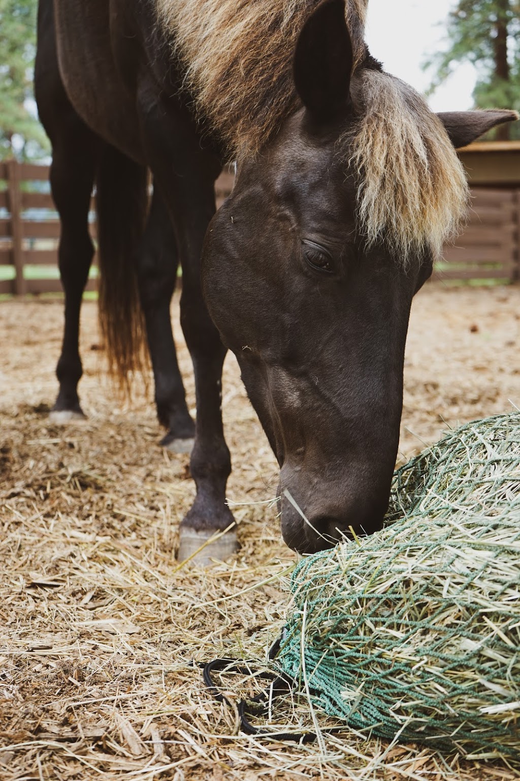 NAG Bags - Slow Hay Feeders | 600 Similkameen Ave, Princeton, BC V0X 1W0, Canada | Phone: (250) 295-5052