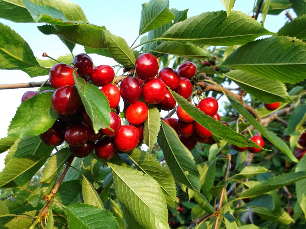 keyzers fruit farm | 3584 Bruce Road 1, Paisley, ON N0G 2N0, Canada | Phone: (519) 353-5211