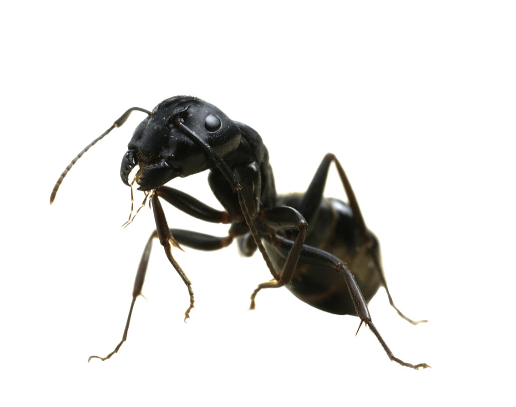 ZAP Extermination | 1386 Allée du Golf, Saint-Raymond, QC G3L 0E7, Canada | Phone: (418) 987-5976