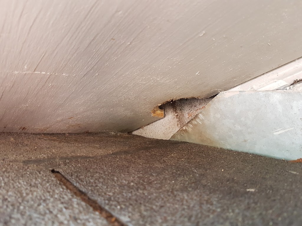 Annex Wildlife Control & Repair | 2831 Kingston Rd, Scarborough, ON M1M 1N2, Canada | Phone: (416) 459-1575