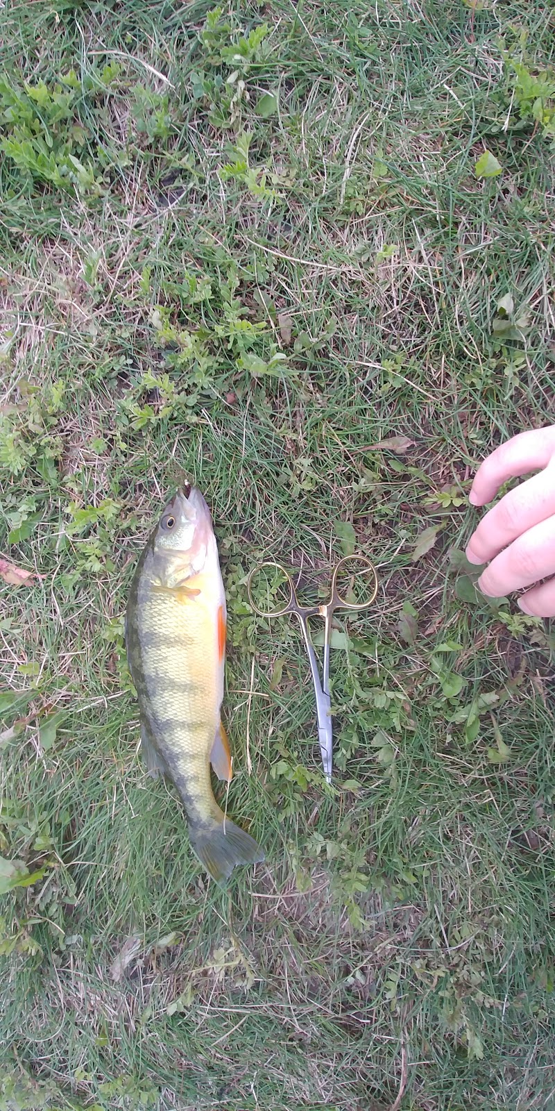 Fort Lions Community Fish Pond 1875