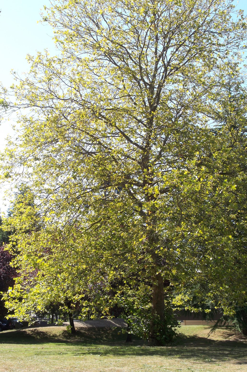 Sparwood Park | 6998 Arlington St, Vancouver, BC V5S 3P1, Canada | Phone: (604) 873-7000