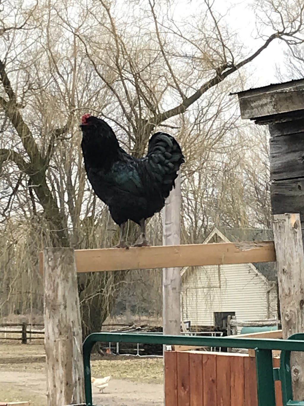 Chickadee Hill Farm | 18249 Shaws Creek Rd, Alton, ON L7K 1L2, Canada | Phone: (519) 350-6411