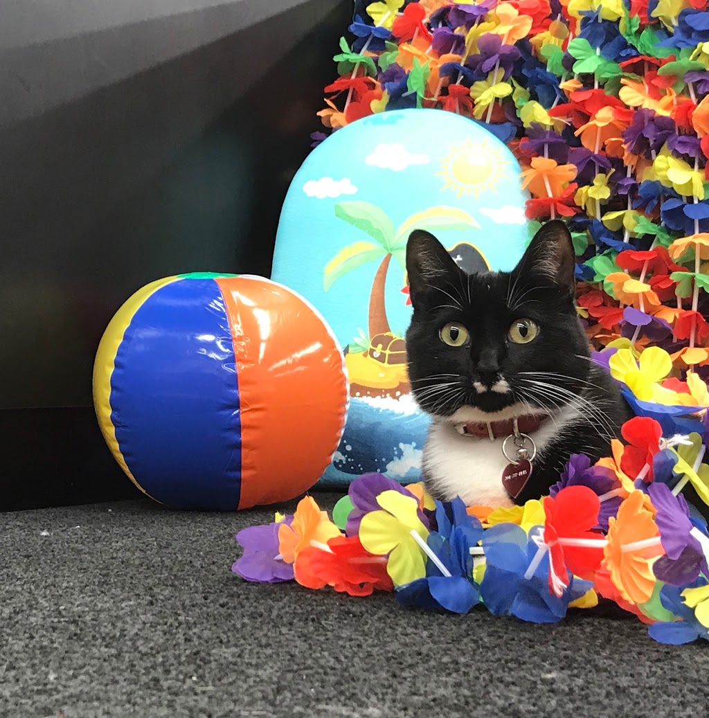 Pet Valu | 1750 Plessis Rd #301, Winnipeg, MB R3W 0H5, Canada | Phone: (204) 777-7387
