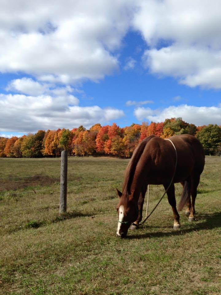 Ridges of the Moraine Stables | 1216 Concession Rd 4, Loretto, ON L0G 1L0, Canada | Phone: (519) 941-4674
