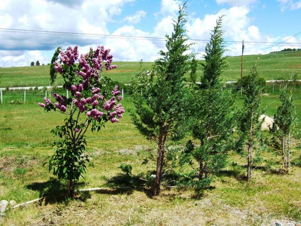 Nuessli-Mountain | RR1 #6 6295, Harfman Rd, Bridesville, BC V0H 1B0, Canada | Phone: (250) 446-2610