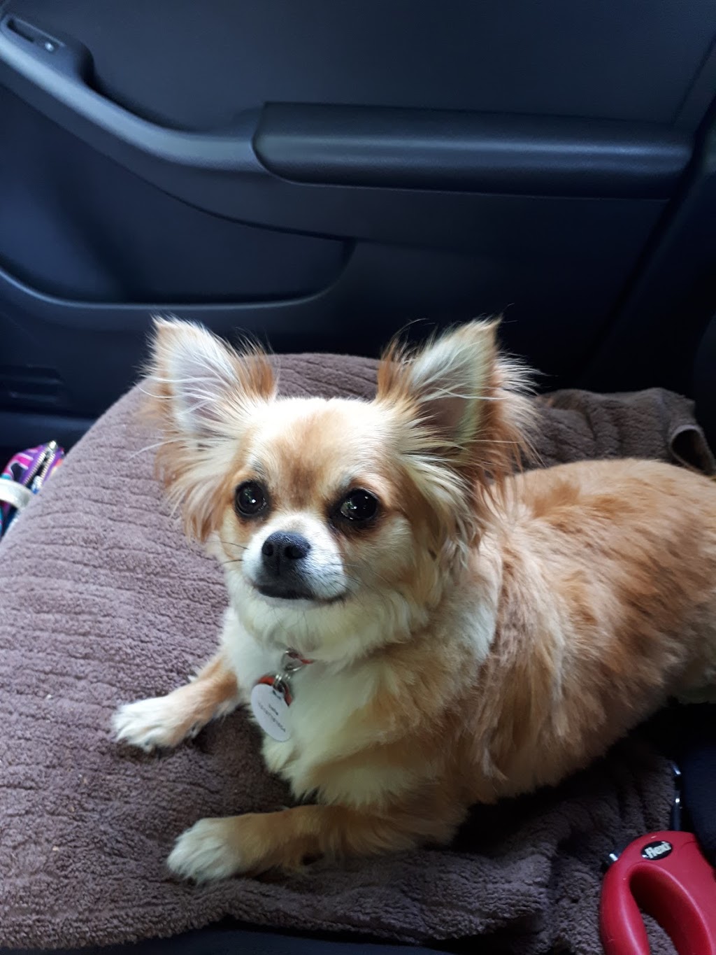 Queensway Veterinary Hospital | 415 Queensway West, Simcoe, ON N3Y 2N4, Canada | Phone: (519) 428-2630
