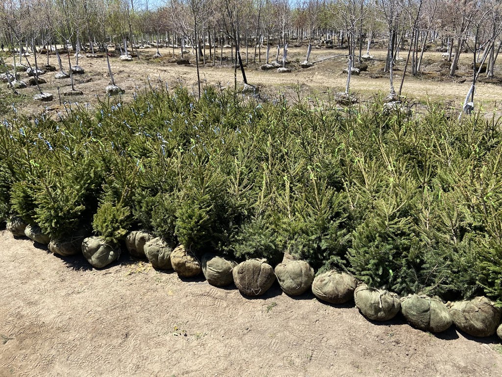 Rockwood Forest Nurseries | 437 Mark Rd, Cameron, ON K0M 1G0, Canada | Phone: (705) 374-4700