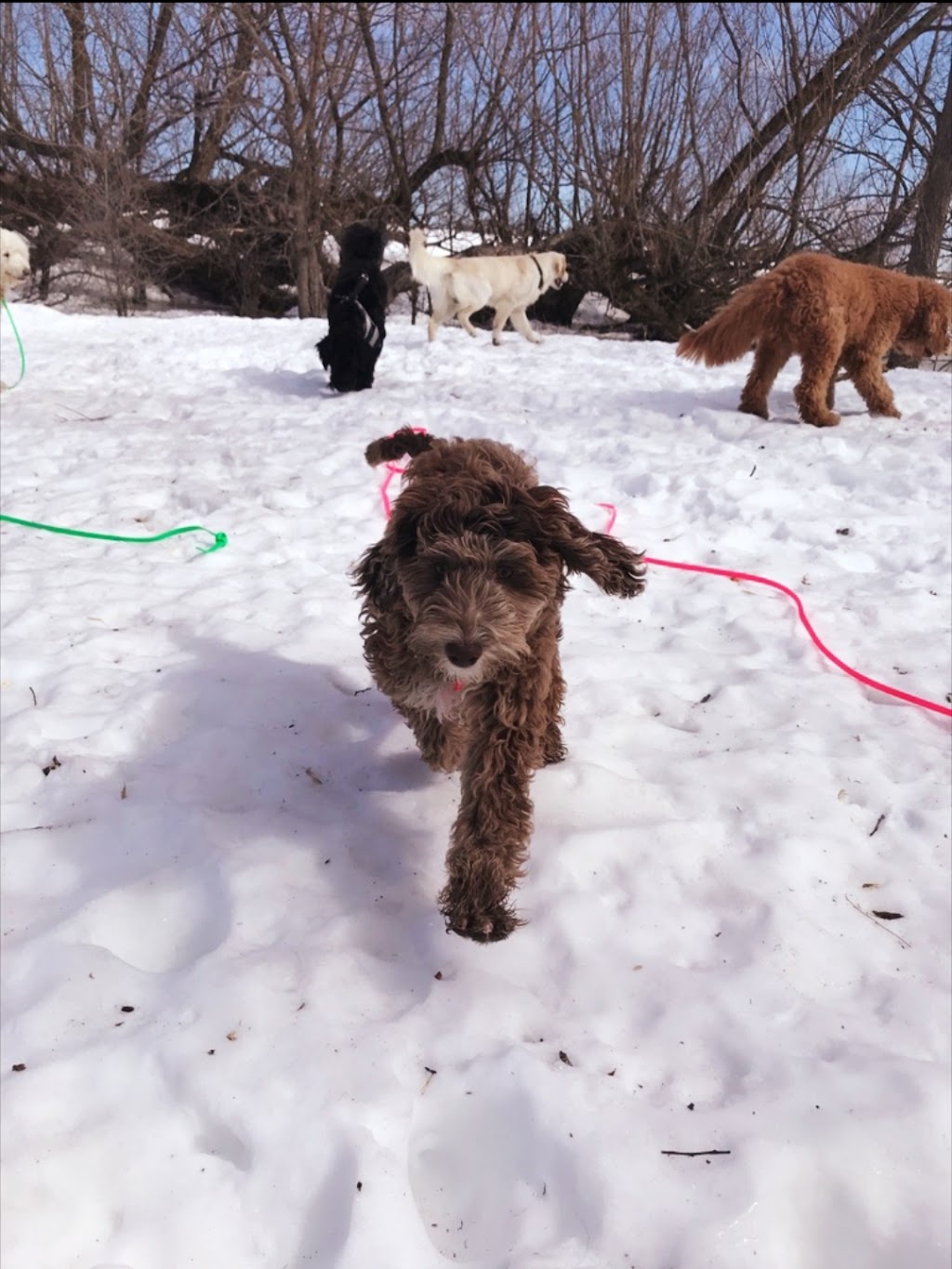 Walk With Me Ottawa | 3290 Barlow Crescent, Dunrobin, ON K0A 1T0, Canada | Phone: (613) 869-4428