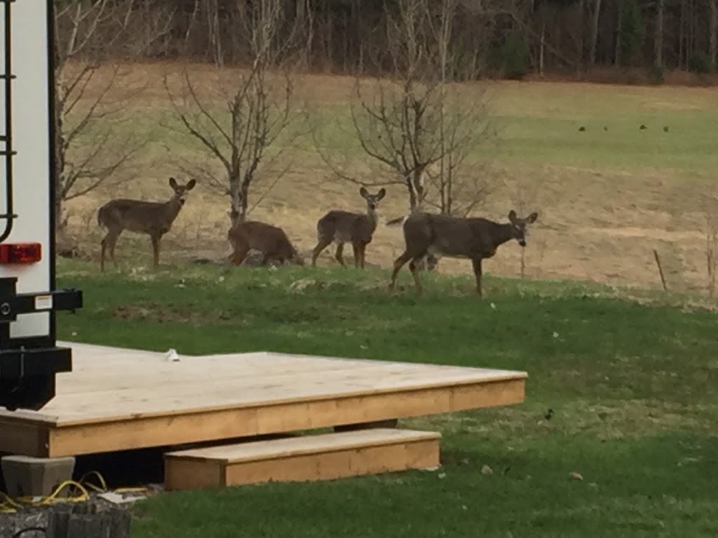 Muskoka Ridge Trailer Park | 1005 Stephens Bay Rd, Bracebridge, ON P1L 1X2, Canada | Phone: (705) 646-1259