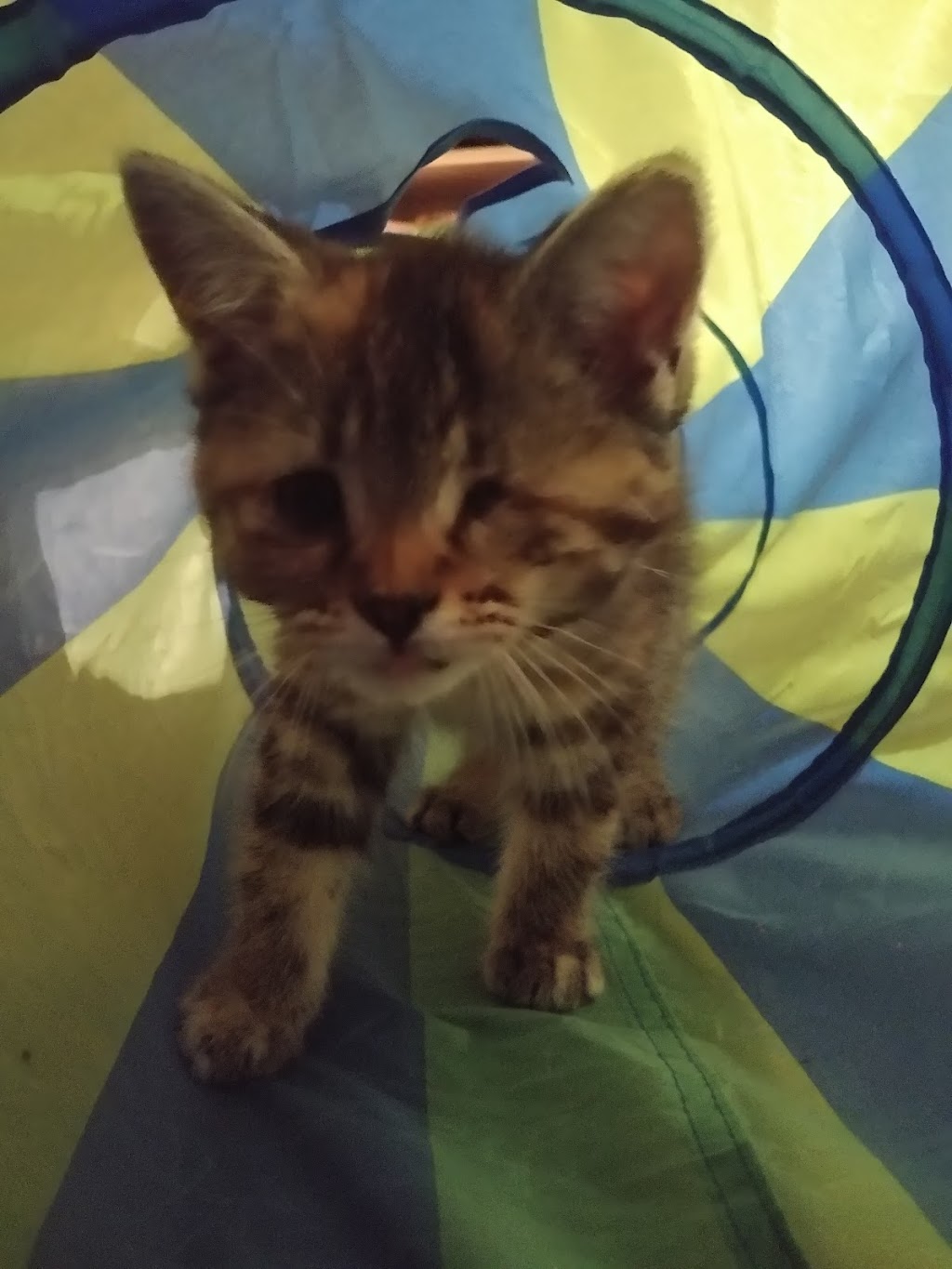 Grey Bruce Animal Shelter | Concession Rd 8 S, Meaford, ON N4K 5N8, Canada | Phone: (519) 372-1911