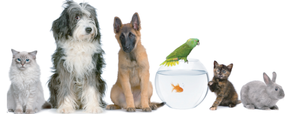 Gardel Pet Shop | pet store | 955 10th St W, Owen Sound, ON N4K 5S2, Canada | 5193769530 OR +1 519-376-9530