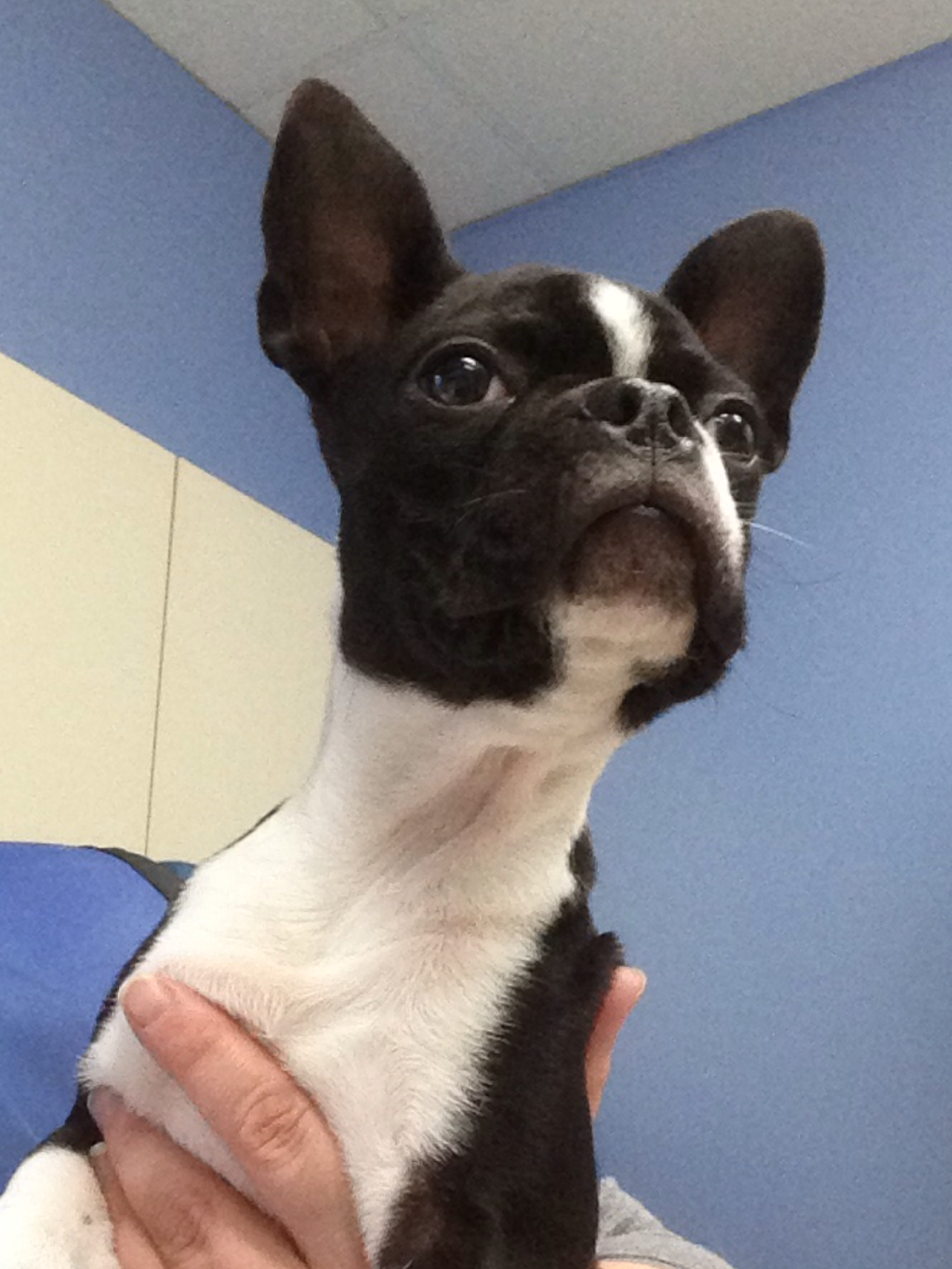 Queensway West Animal Hospital | 60 Colchester Square, Kanata, ON K2K 2Z9, Canada | Phone: (613) 271-8387