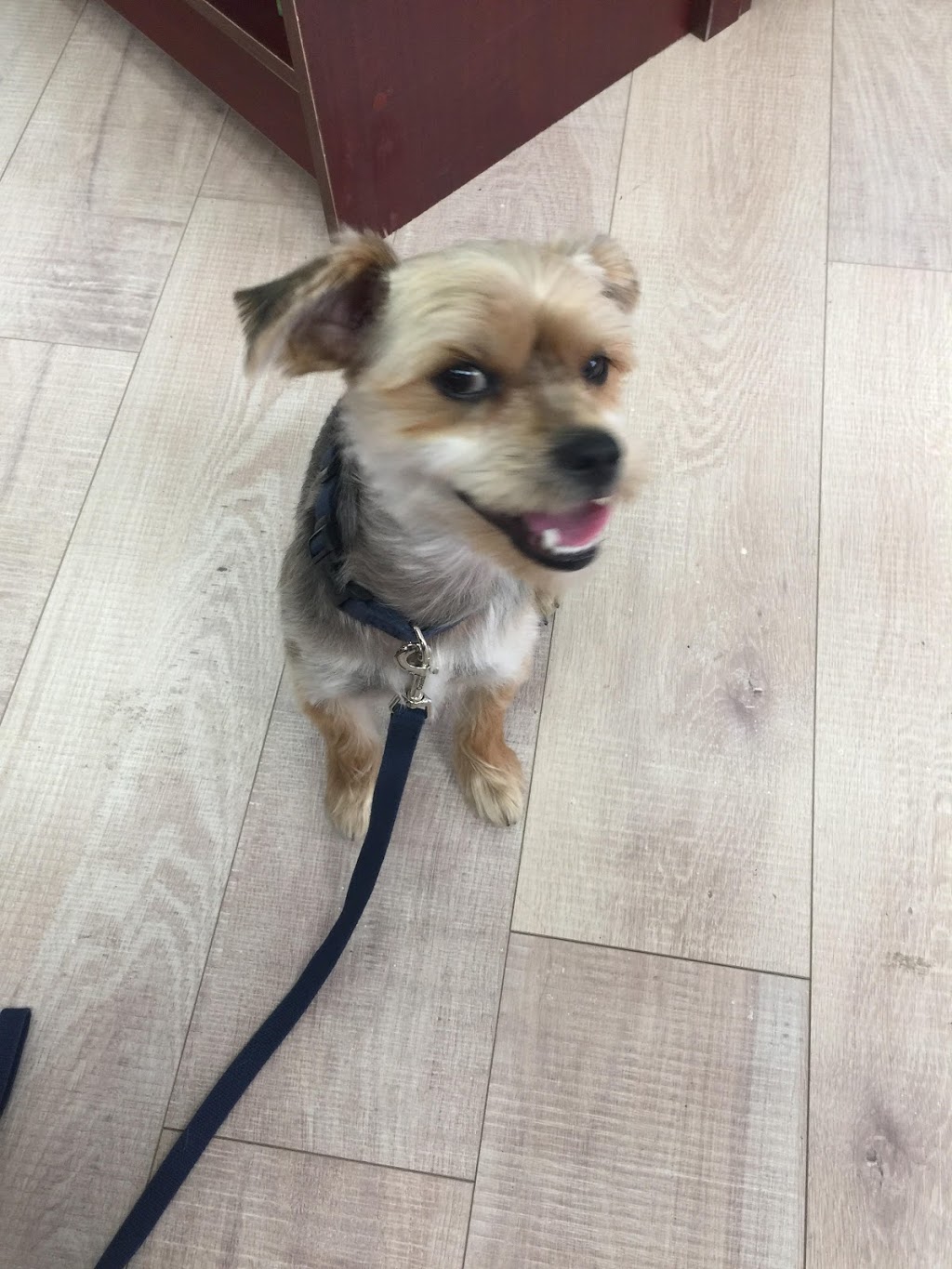 Inglewood Pet Food and Boutique 15352 Hurontario St, Caledon, ON L7C