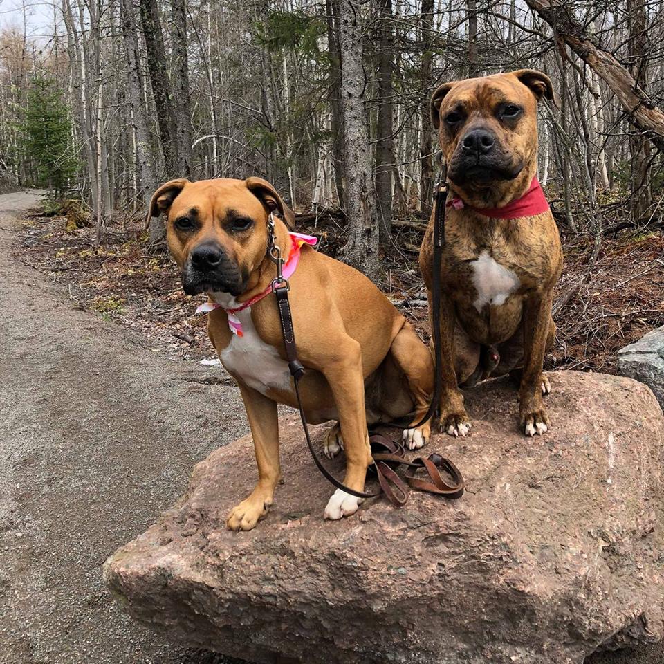 Elmwood Veterinary Hospital / Hôpital Vétérinaire Elmwood | 130 Ruelle MacAleese Ln, Moncton, NB E1A 3L9, Canada | Phone: (506) 858-9900