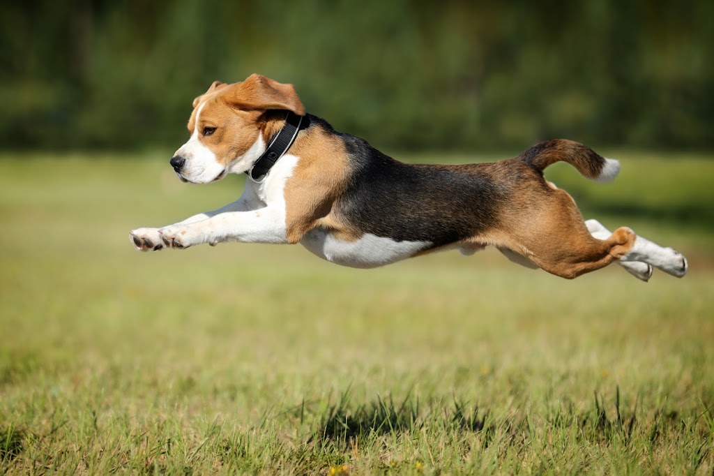 Spryfield Animal Hospital | 320 Herring Cove Rd, Halifax, NS B3R 1V4, Canada | Phone: (902) 477-4040
