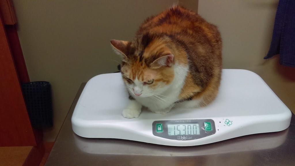 Veterinary Clinic Montérégie | 6000 Chemin de Chambly, Saint-Hubert, QC J3Y 6W9, Canada | Phone: (450) 443-0893