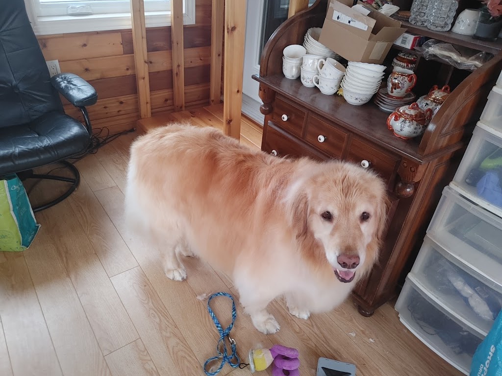 Sarahs pampered pooches | 98 sandbanks, Wellington, ON K0K 3L0, Canada | Phone: (647) 546-3698