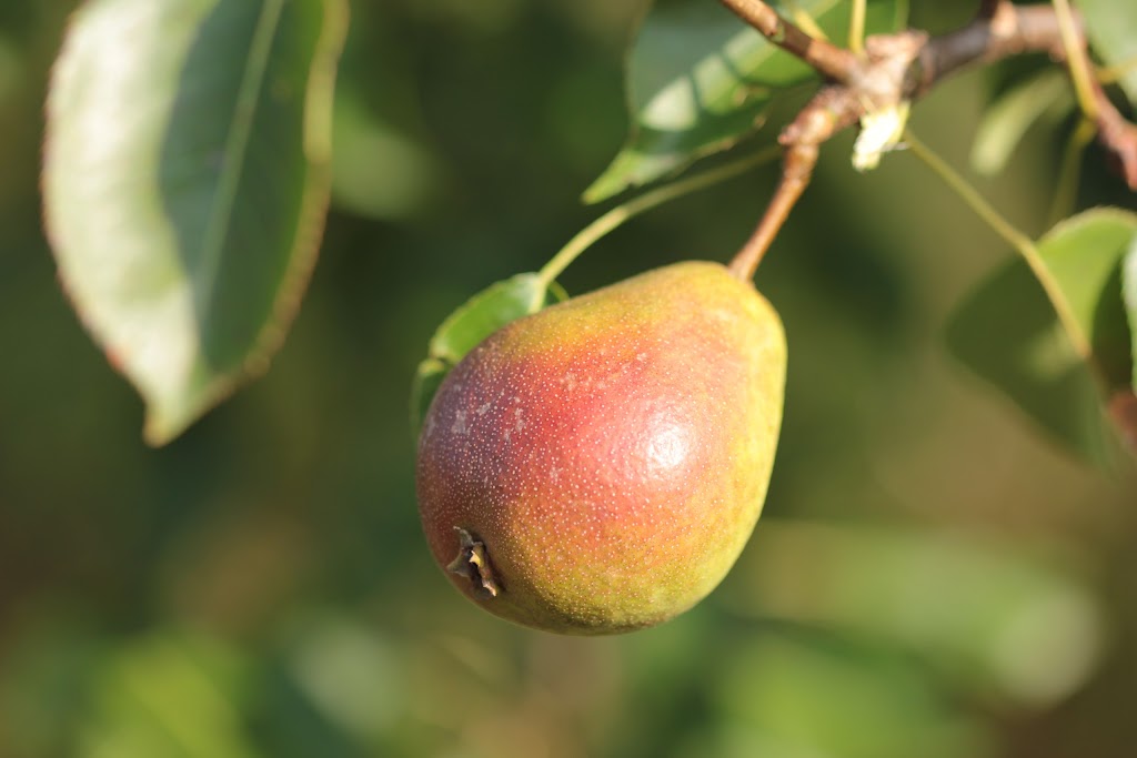 Hardy Fruit Tree Nursery | 5094 QC-125, Rawdon, QC J0K 1S0, Canada | Phone: (514) 418-4109