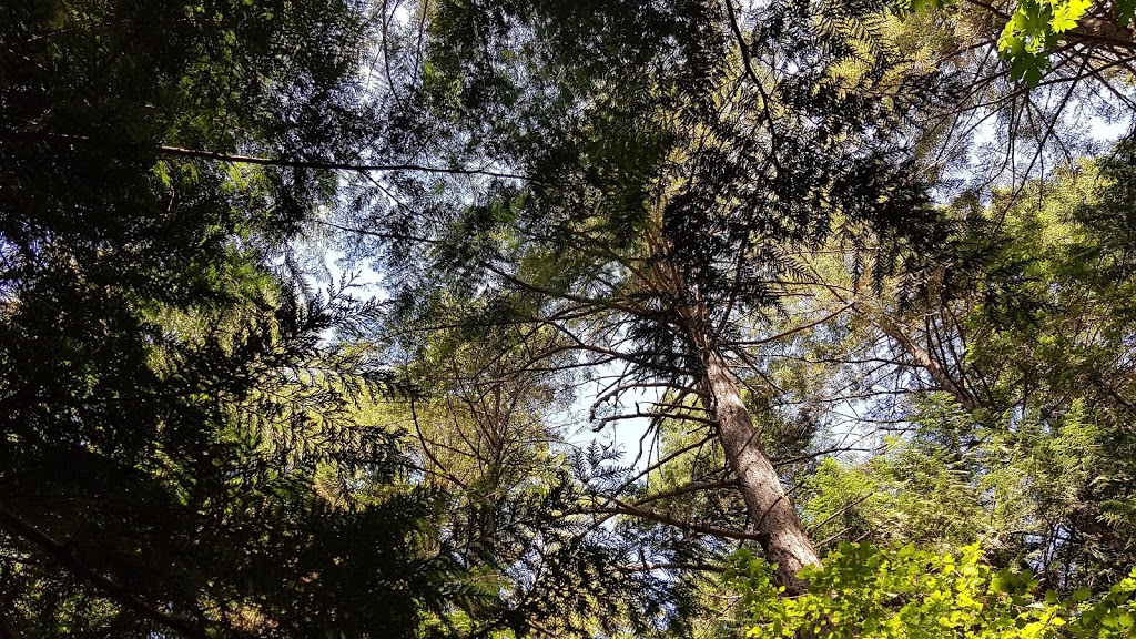 Metchosin Wilderness Park | 930 Clapham Dr, Victoria, BC V9C 4G5, Canada