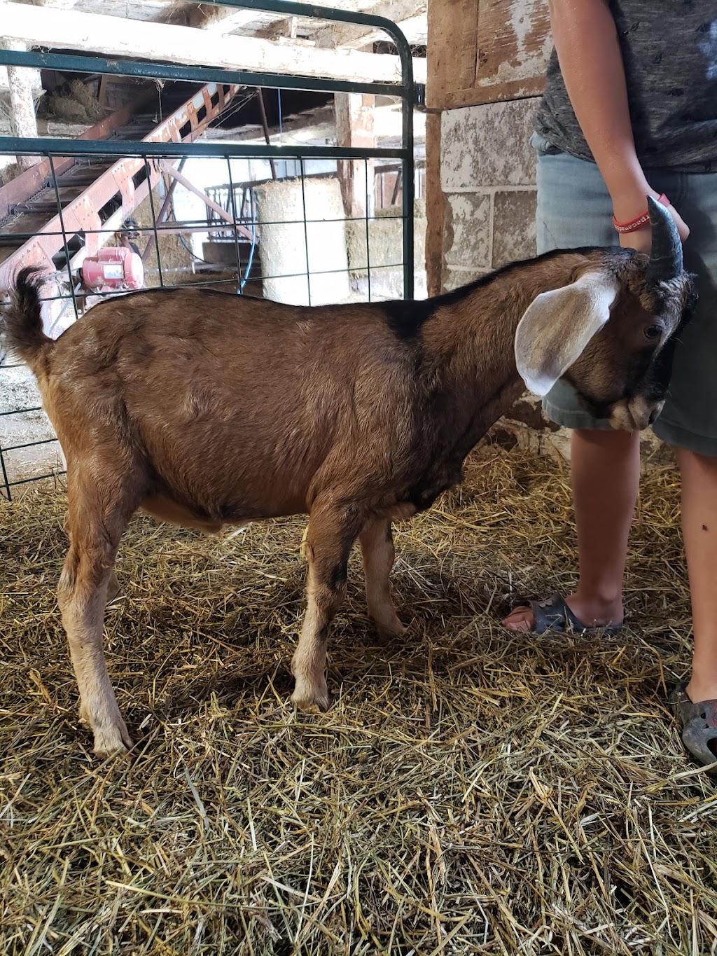 Grassy Ridge Farms | 7092 S Chippawa Rd, Wellandport, ON L0R 2J0, Canada | Phone: (905) 746-9635