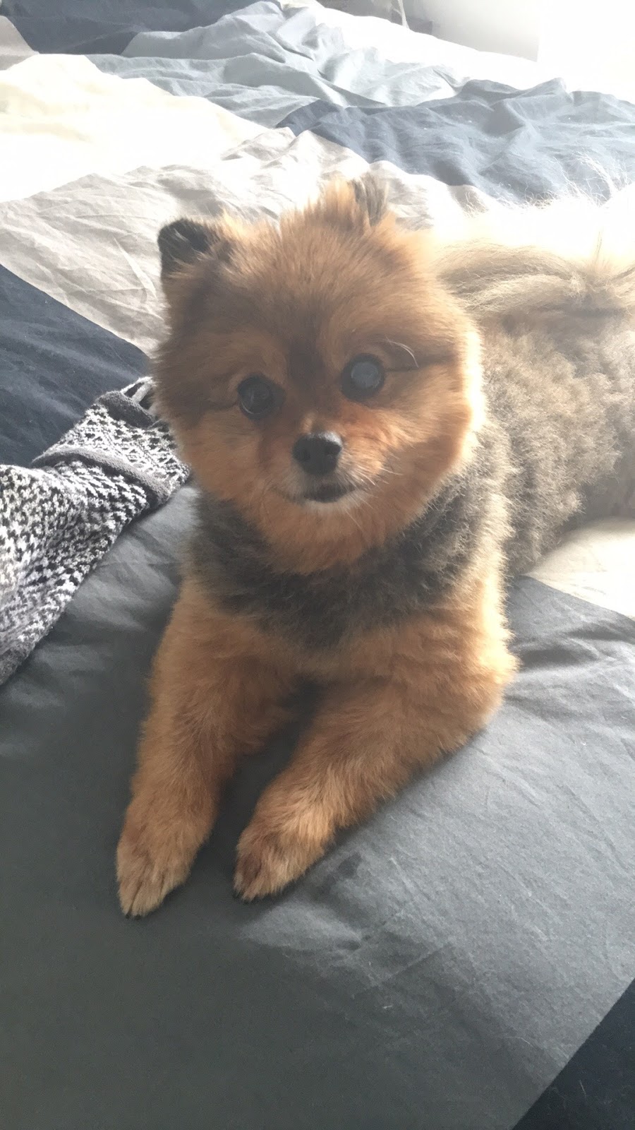 Furfection Dog Spaw ltd | 123, 6820 188 Street, Surrey, BC V4N 3G6, Canada | Phone: (778) 574-7297