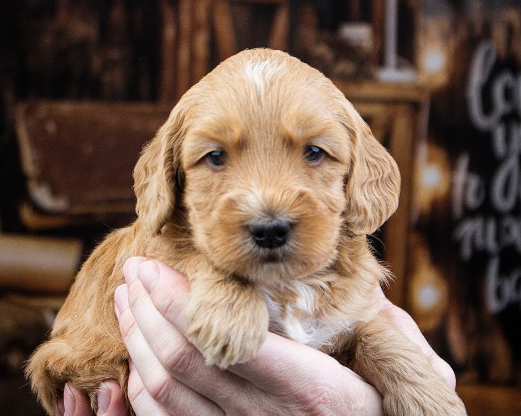 Arrowhead Labradoodles and Cobberdogs | 5121 Line 89, Gowanstown, ON N0G 1Y0, Canada | Phone: (519) 292-9284