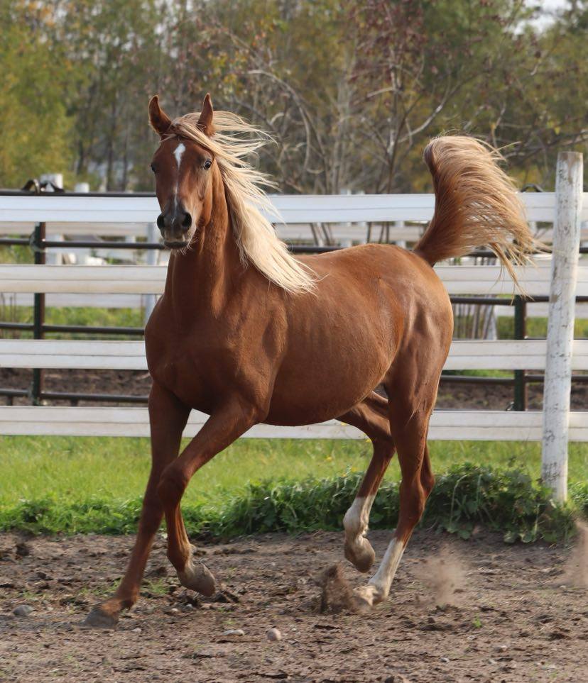 Desert Roots Arabian Horses. | 253 Peters Rd, Colborne, ON K0K 1S0, Canada | Phone: (905) 376-3361
