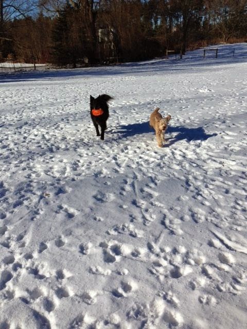 Paws to Claws Pet Services | 2832 Line 12, Bradford, ON L3Z 2A5, Canada | Phone: (289) 231-9205