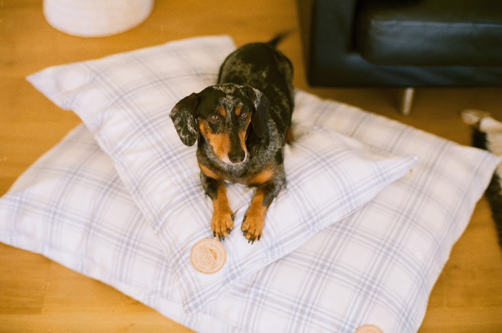 Handsome Mountain Pet Supplies | 555 Prometheus Pl, Bowen Island, BC V0N 1G2, Canada
