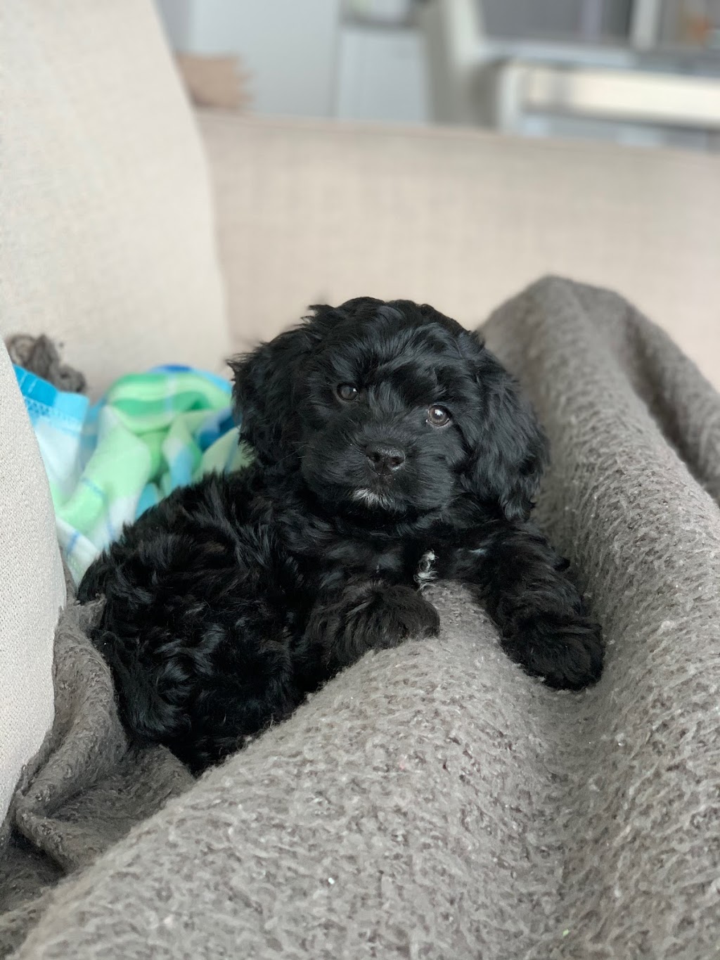 O Ranch Puppies | 6699 Chemin de la Rivière, Ascot Corner, QC J0B 1A0, Canada | Phone: (819) 563-2121
