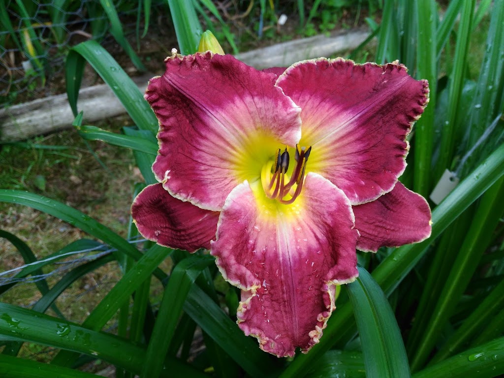 Near North Daylilies | 1036 Old Highway 117, Baysville, ON P0B 1A0, Canada | Phone: (705) 767-3601