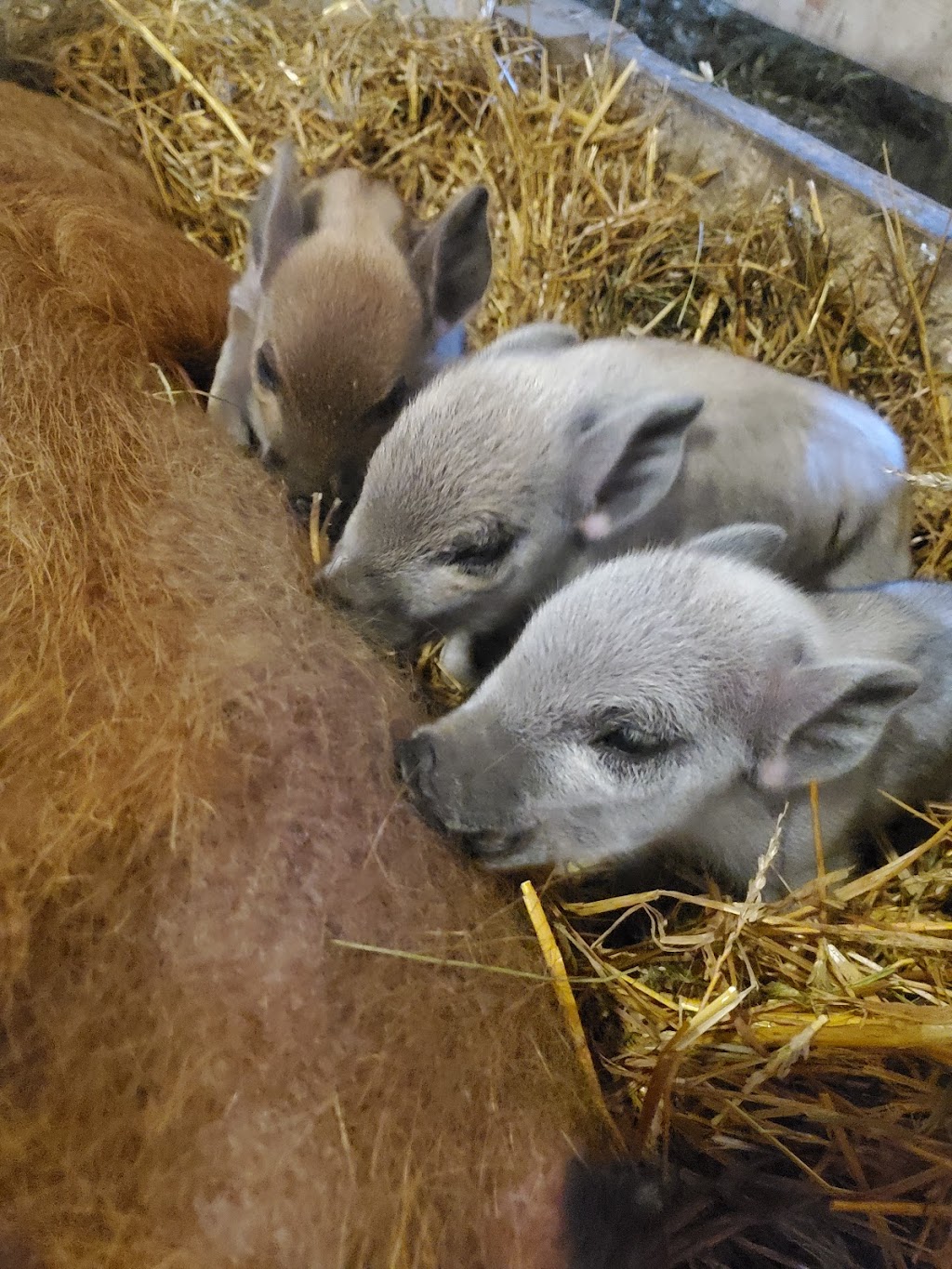 Canadian Mangalitsa Farms | 1717 County Rd 38, Campbellford, ON K0L 1L0, Canada | Phone: (289) 890-0438