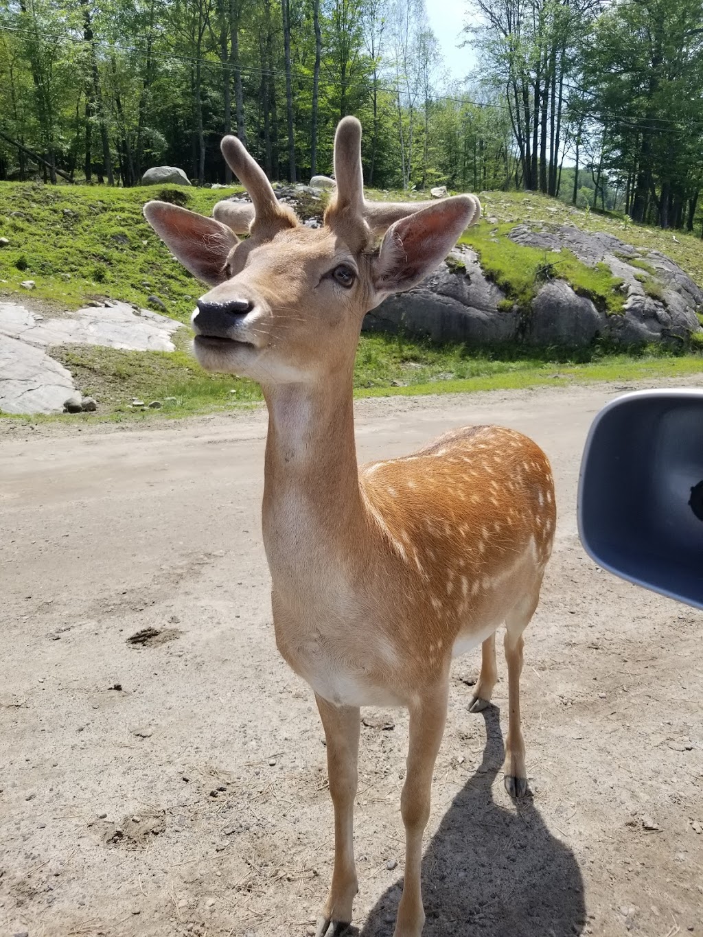 Parc Omega | 399 QC-323, Montebello, QC J0V 1L0, Canada | Phone: (819) 423-5487