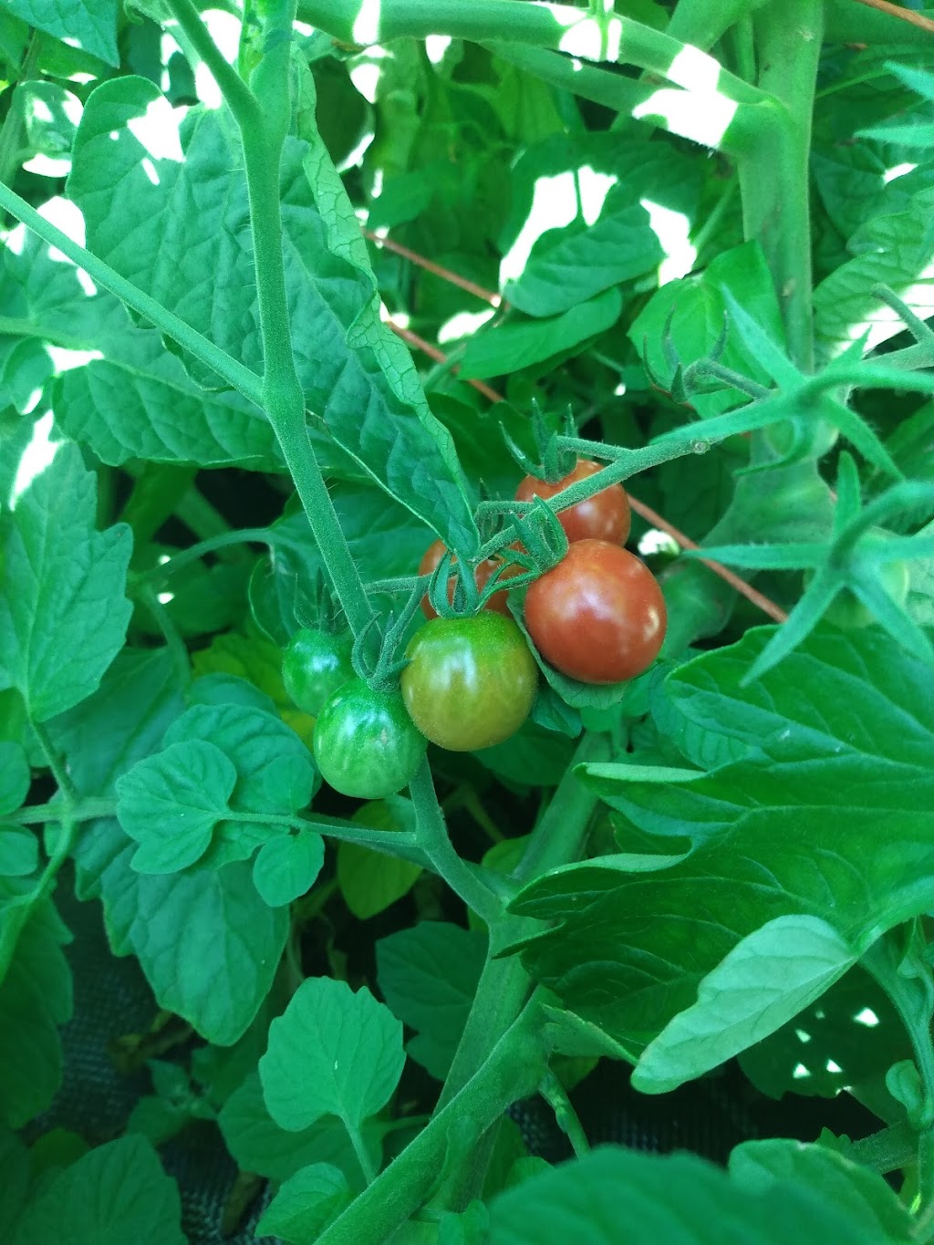 Veghead Farm | 18 Walgate Ave, Nepean, ON K2E 6M2, Canada | Phone: (613) 716-0939