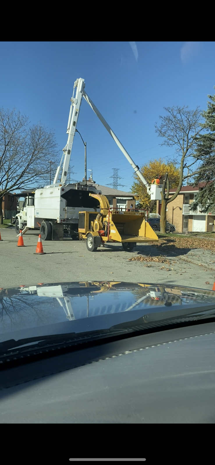 Tree wise men | 2425 Jane St, North York, ON M3M 1B1, Canada | Phone: (437) 254-4206