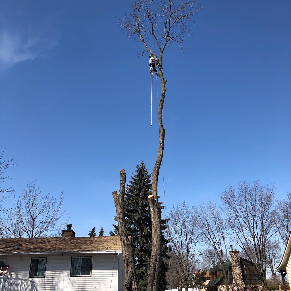 Services D’arbre Expert | 101 Terr. Miron, Lavaltrie, QC J5T 1B7, Canada | Phone: (514) 829-1890